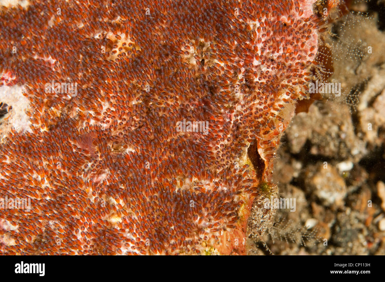 Anemonefish, Amphiprion sebae, eggs attached to a dead coral Sulawesi Indonesia Stock Photo