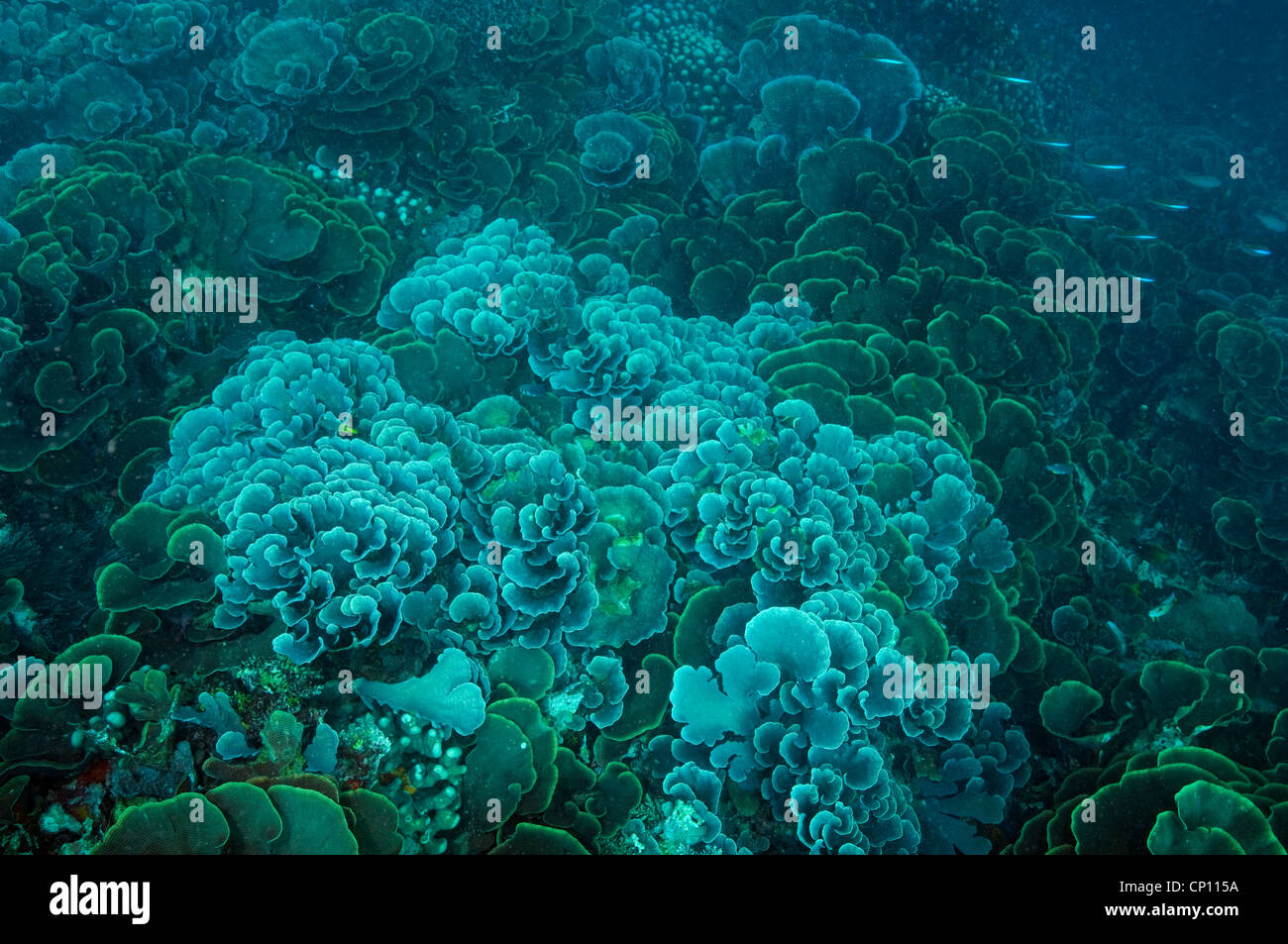 Hard corals, Echinophora pacificus, Sulawesi Indonesia Stock Photo