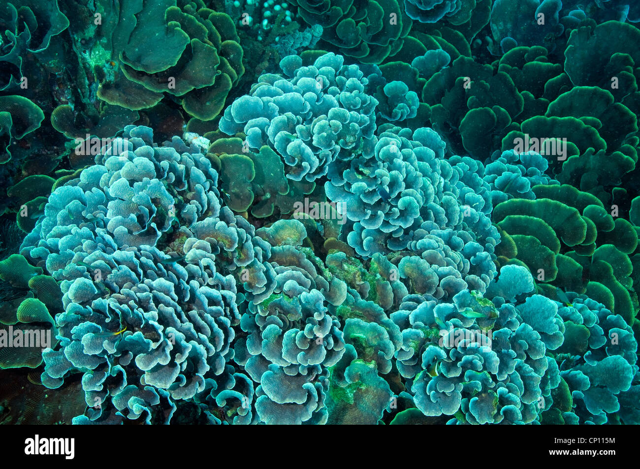 Hard corals, Echinophora pacificus, Sulawesi Indonesia Stock Photo