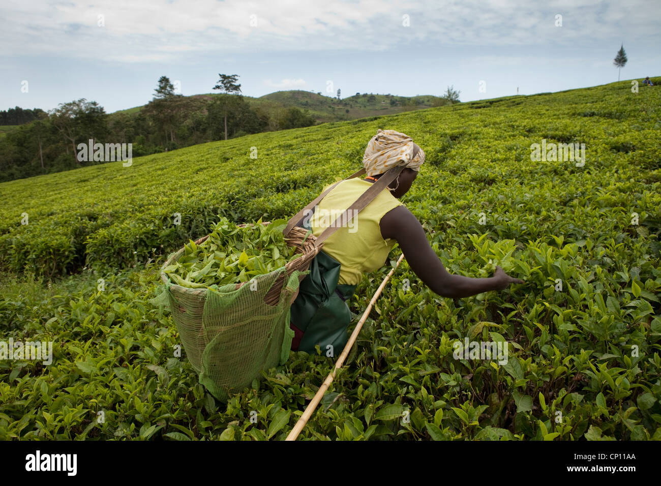 Workers harvest fresh tea leaves in the fields of Fort Portal, Uganda