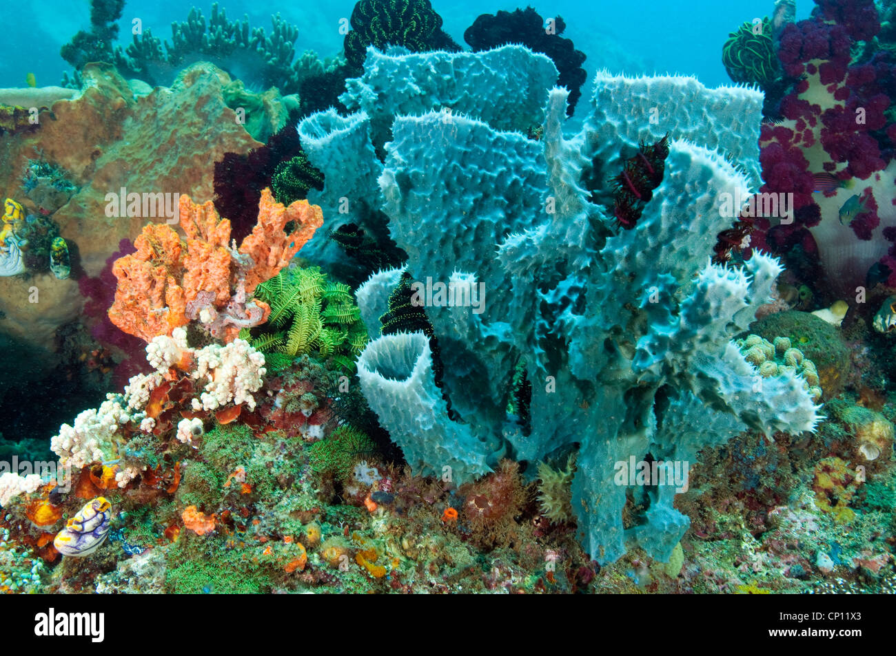 Vase Sponges Cribrochalina Olemda Sulawesi Indonesia Stock Photo