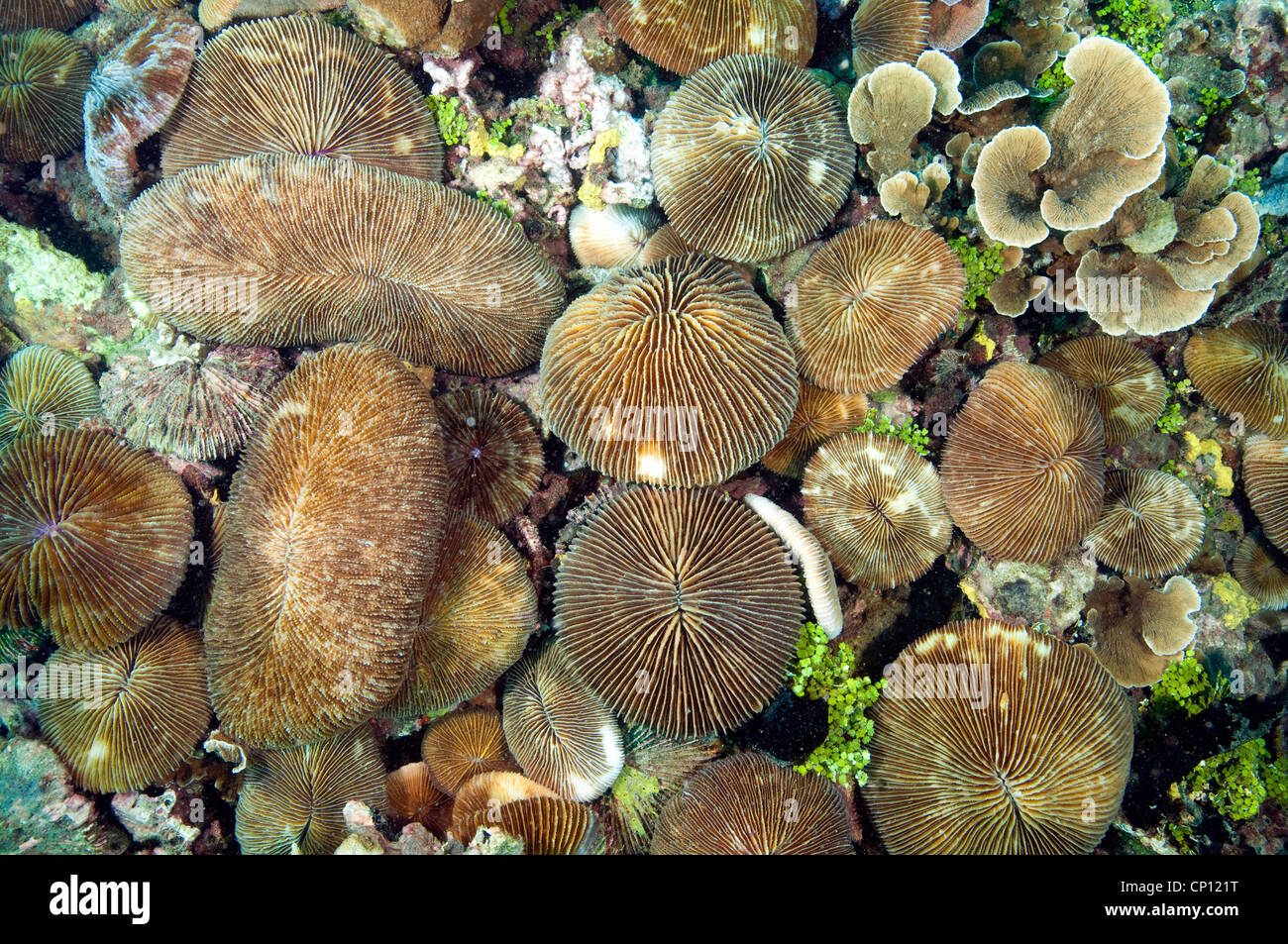 Mushroom corals, Fungia sp., Sulawesi Indonesia Stock Photo