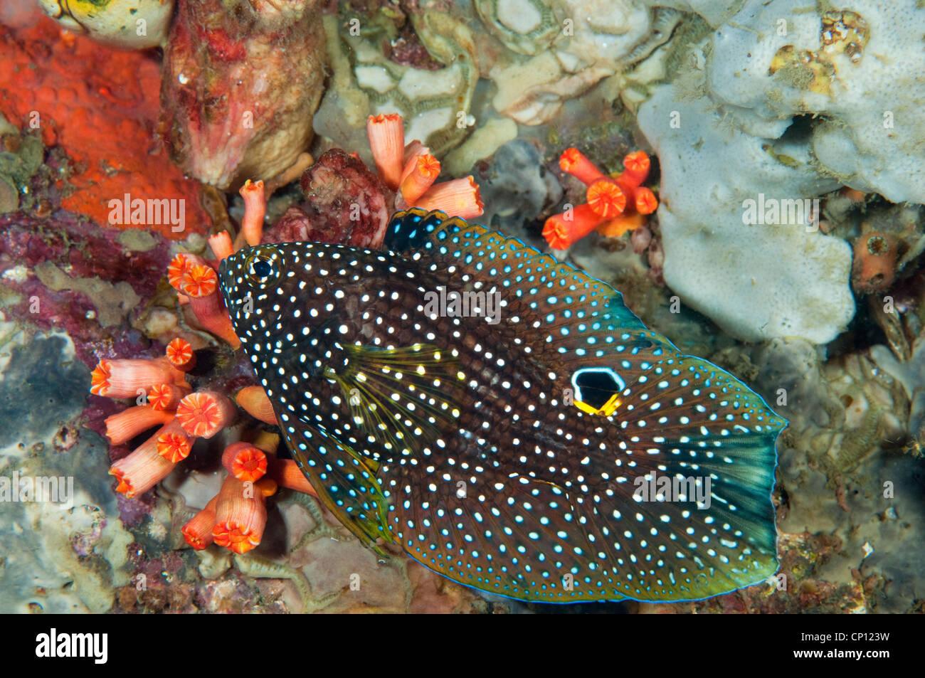 Comet fish, Calloplesiops altivelis, Sulawesi Indonesia Stock Photo