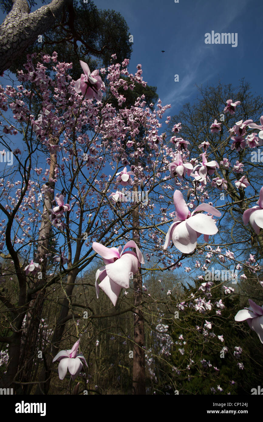Cholmondeley Castle Gardens. Close up view of a magnolia tree in full bloom within Cholmondeley Castle gardens. Stock Photo