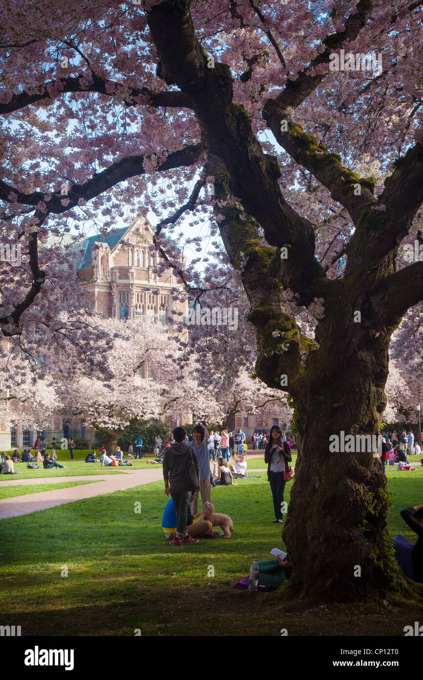 Cherry trees in bloom at the University of Washington campus in Seattle