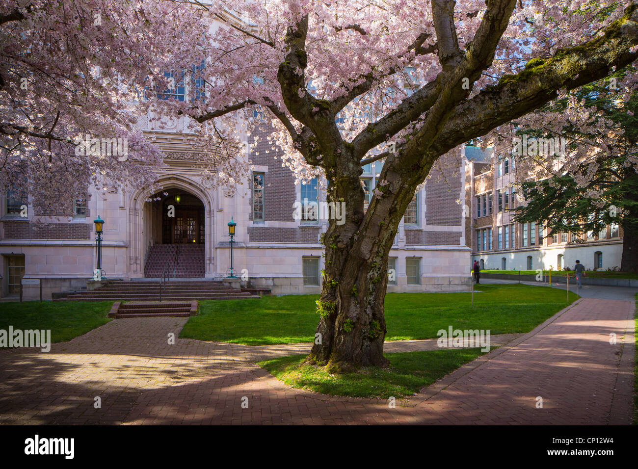 Cherry trees in bloom at the University of Washington campus in Seattle, Washington Stock Photo