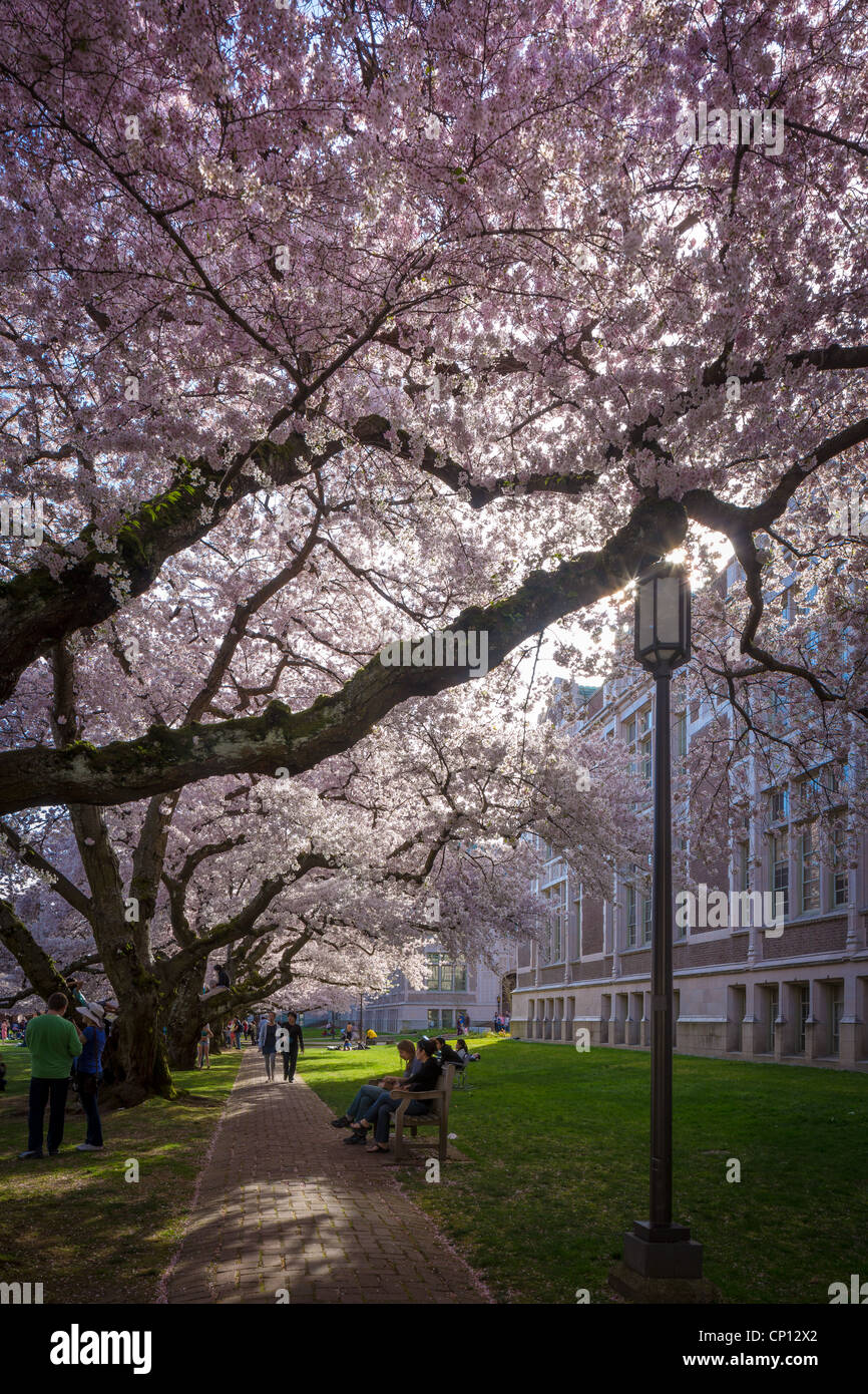 Cherry trees in bloom at the University of Washington campus in Seattle, Washington Stock Photo