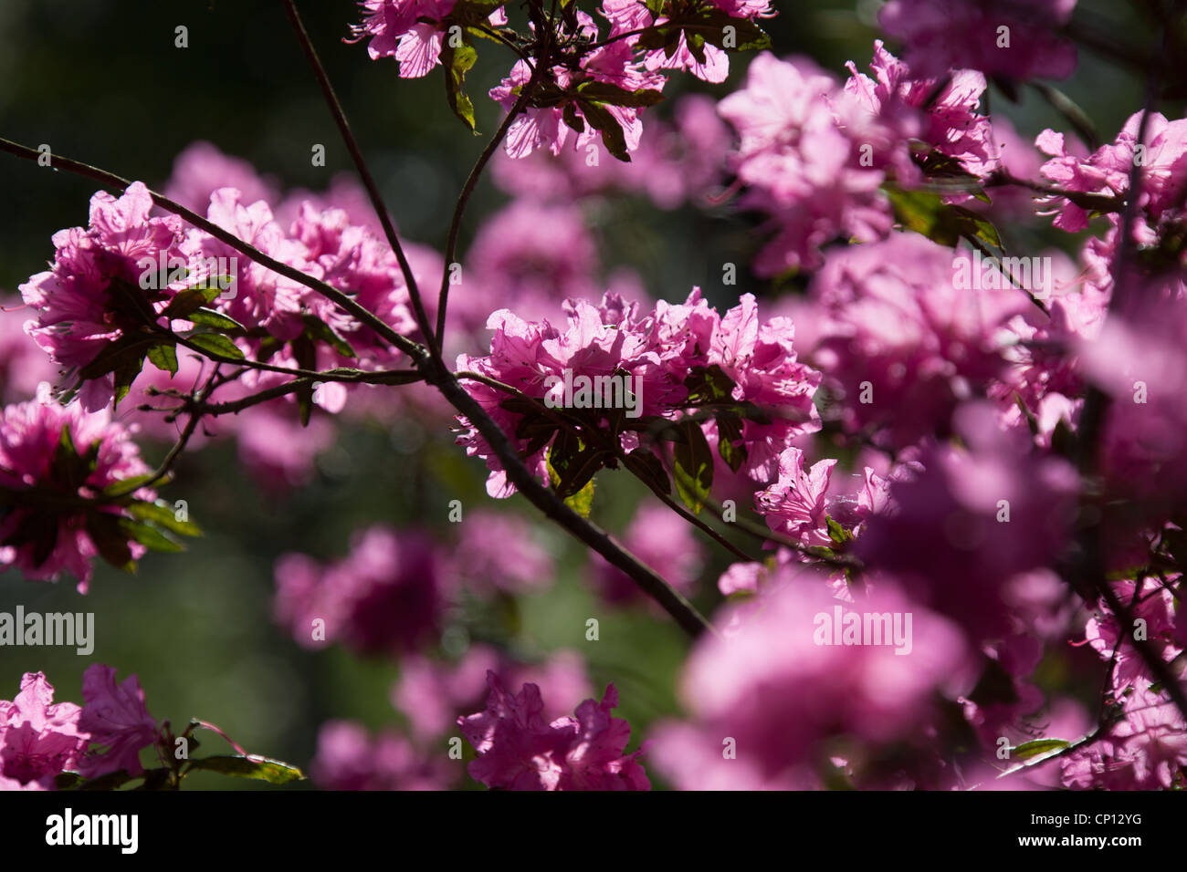 Cholmondeley Castle Gardens. Close up spring view of purple