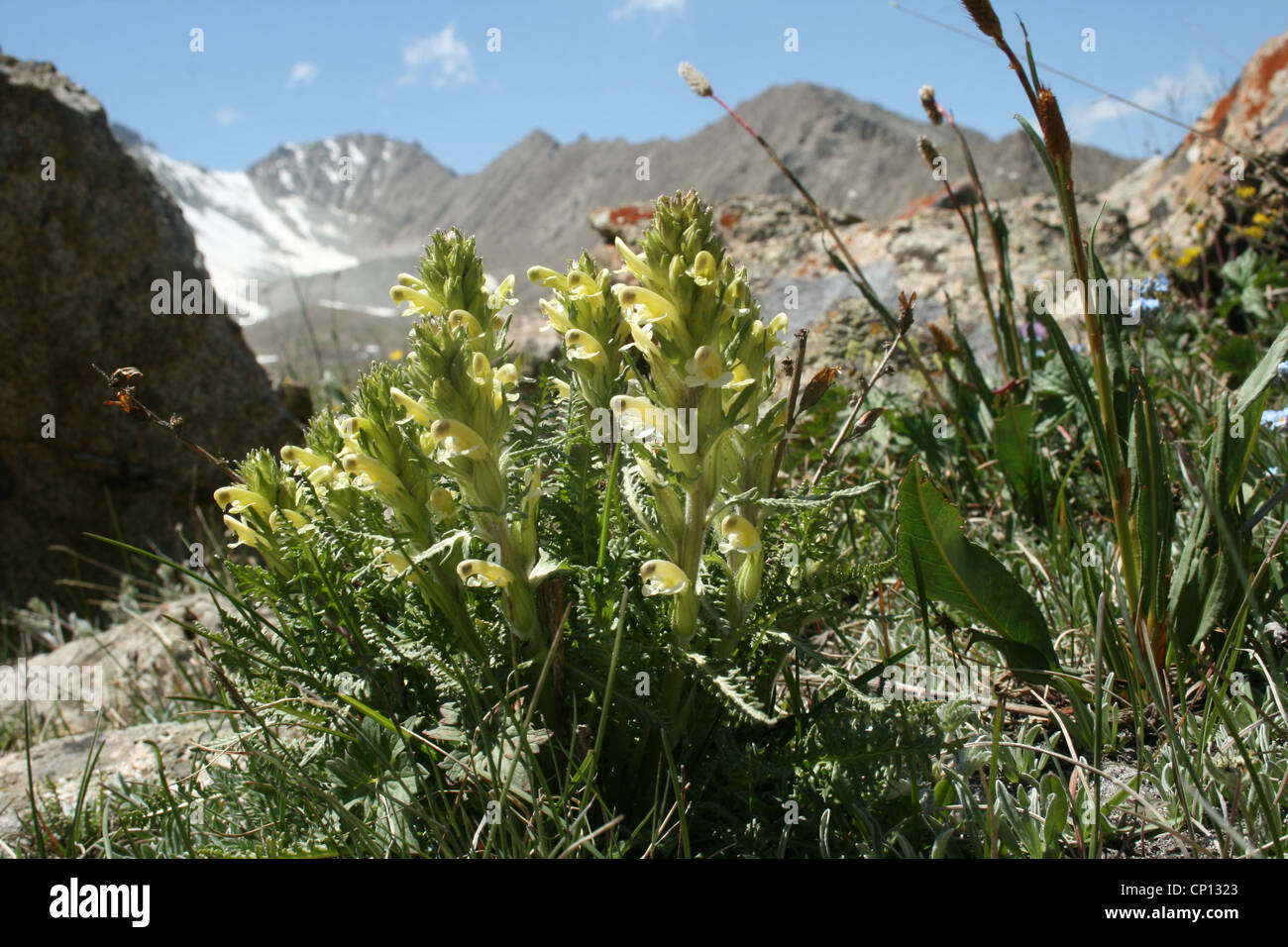 Corydalis sp., Tien-Shan mountains, Kyrgyzstan Stock Photo