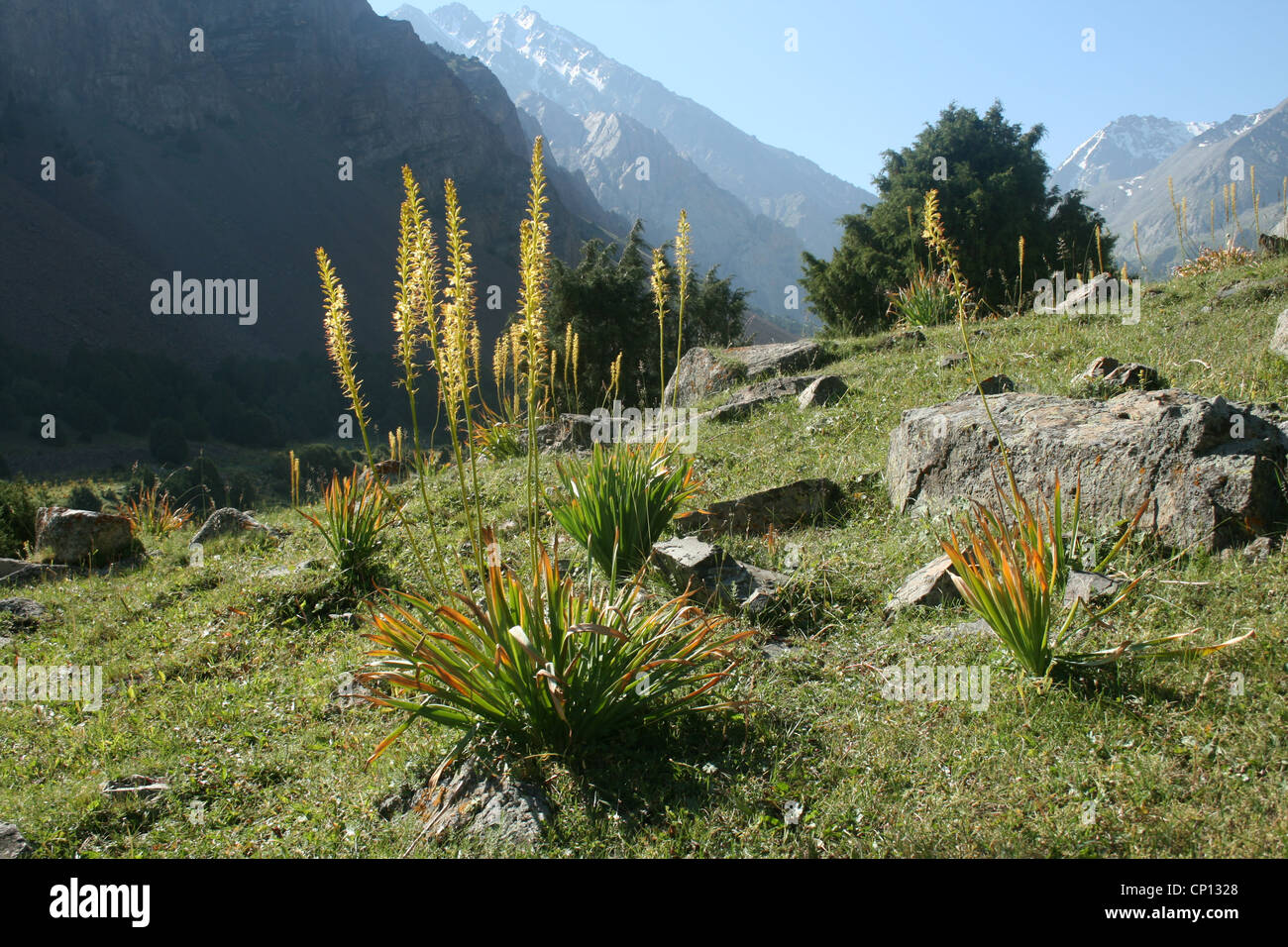 Yellow Foxtail Lily, Eremurus fuscus, on the meadow of Alay ridge mountains, southern Kyrgyzstan Stock Photo