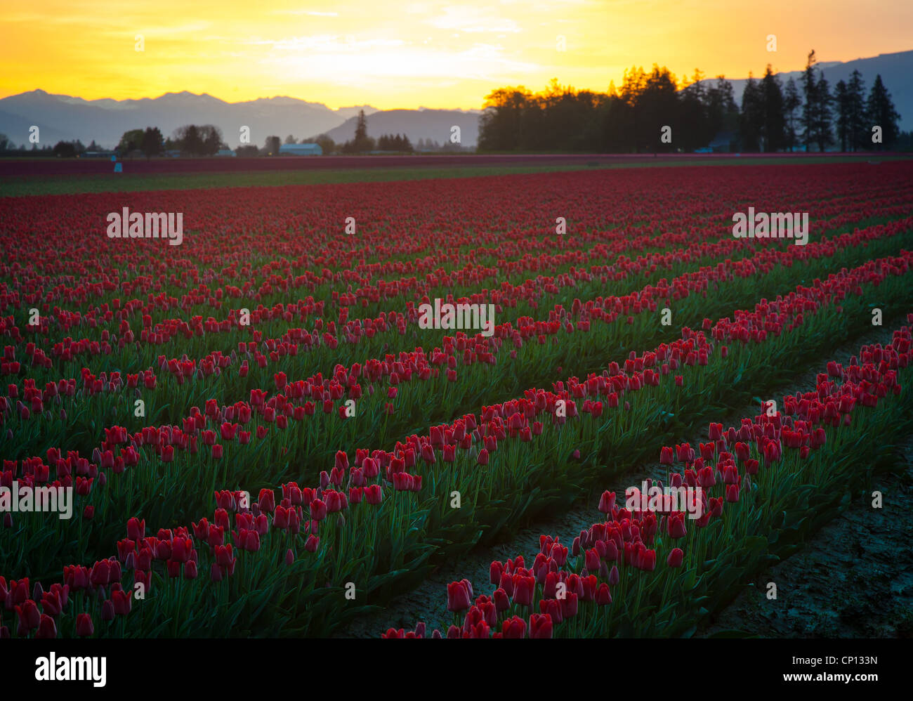 Tulip fields at sunrise in Skagit Valley in Mount Vernon, Washington