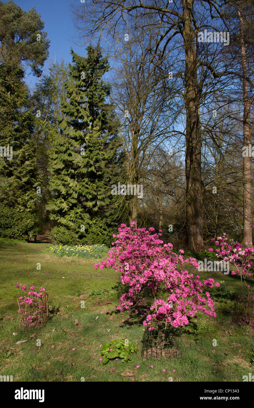 Cholmondeley Castle Gardens. Picturesque spring view of Cholmondeley Castle’s woodland walk. Stock Photo