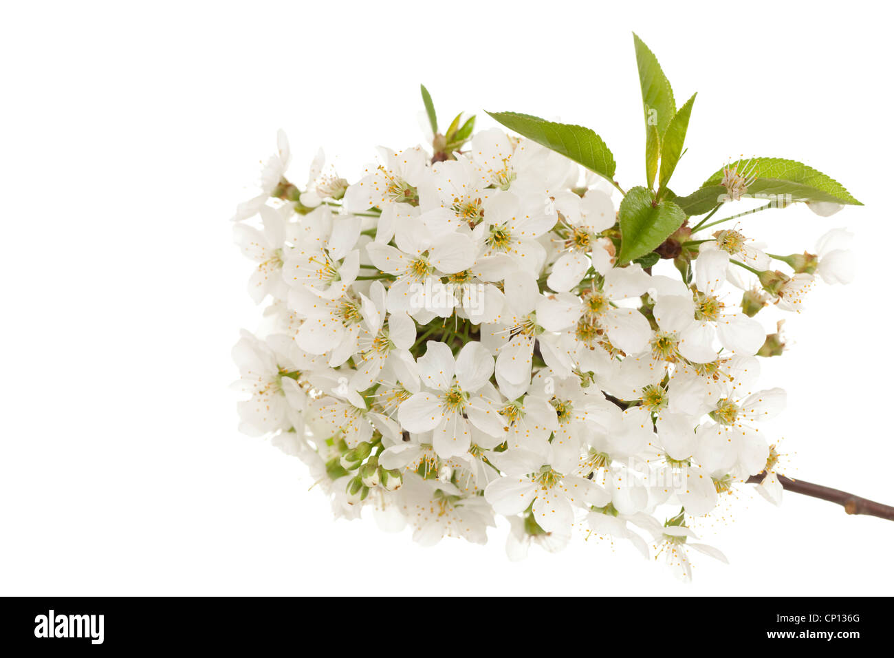 branch of cherry tree with white flower Stock Photo - Alamy