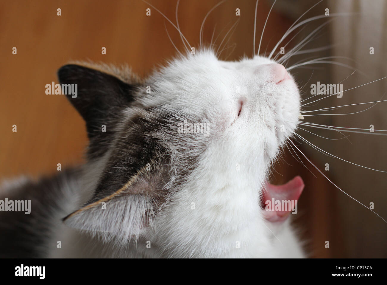 A close up of a cat yawning. Stock Photo