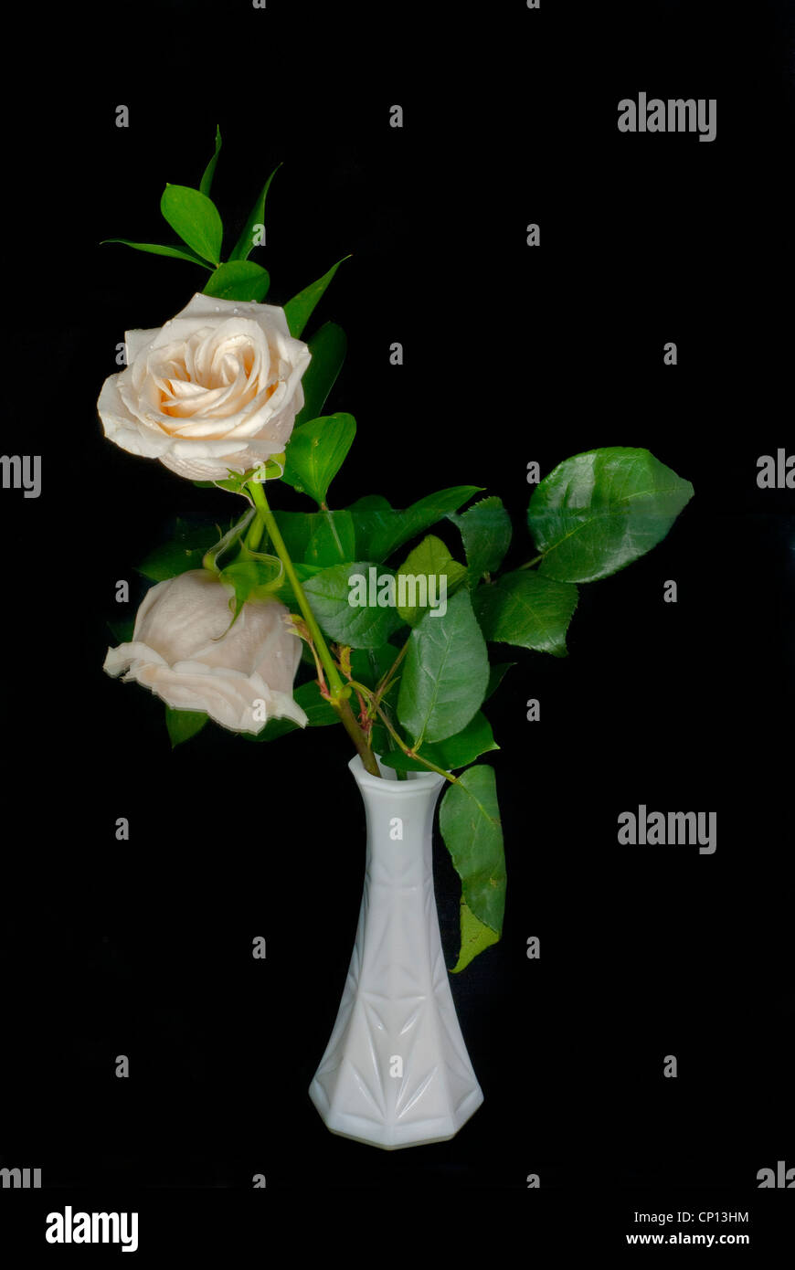 White Roses Reflected White Rose in a white vase with its reflection looking like 2 rose buds ...