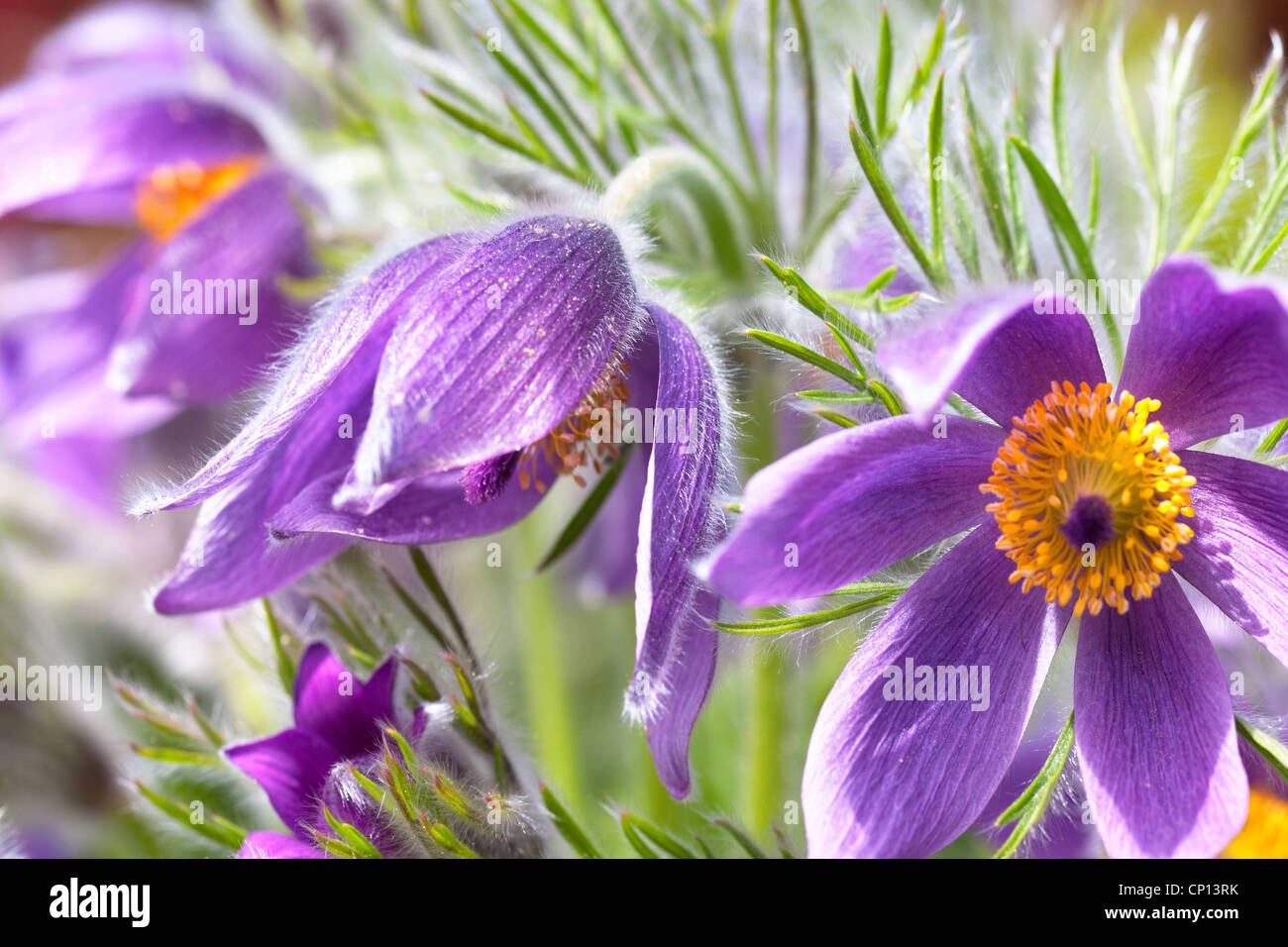 Flowering pulsatilla, also known as Easter Flower Stock Photo Alamy
