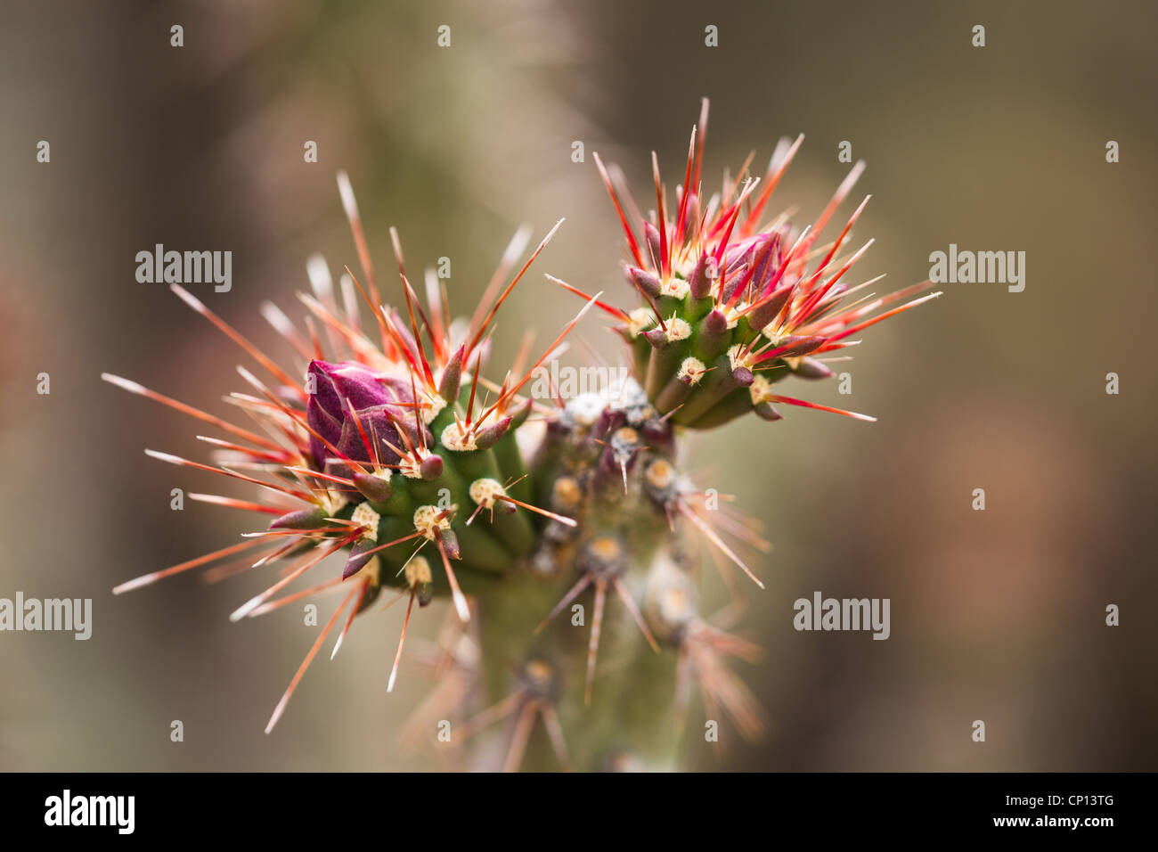 Macro photograph of a Buckhorn Cholla bud Stock Photo