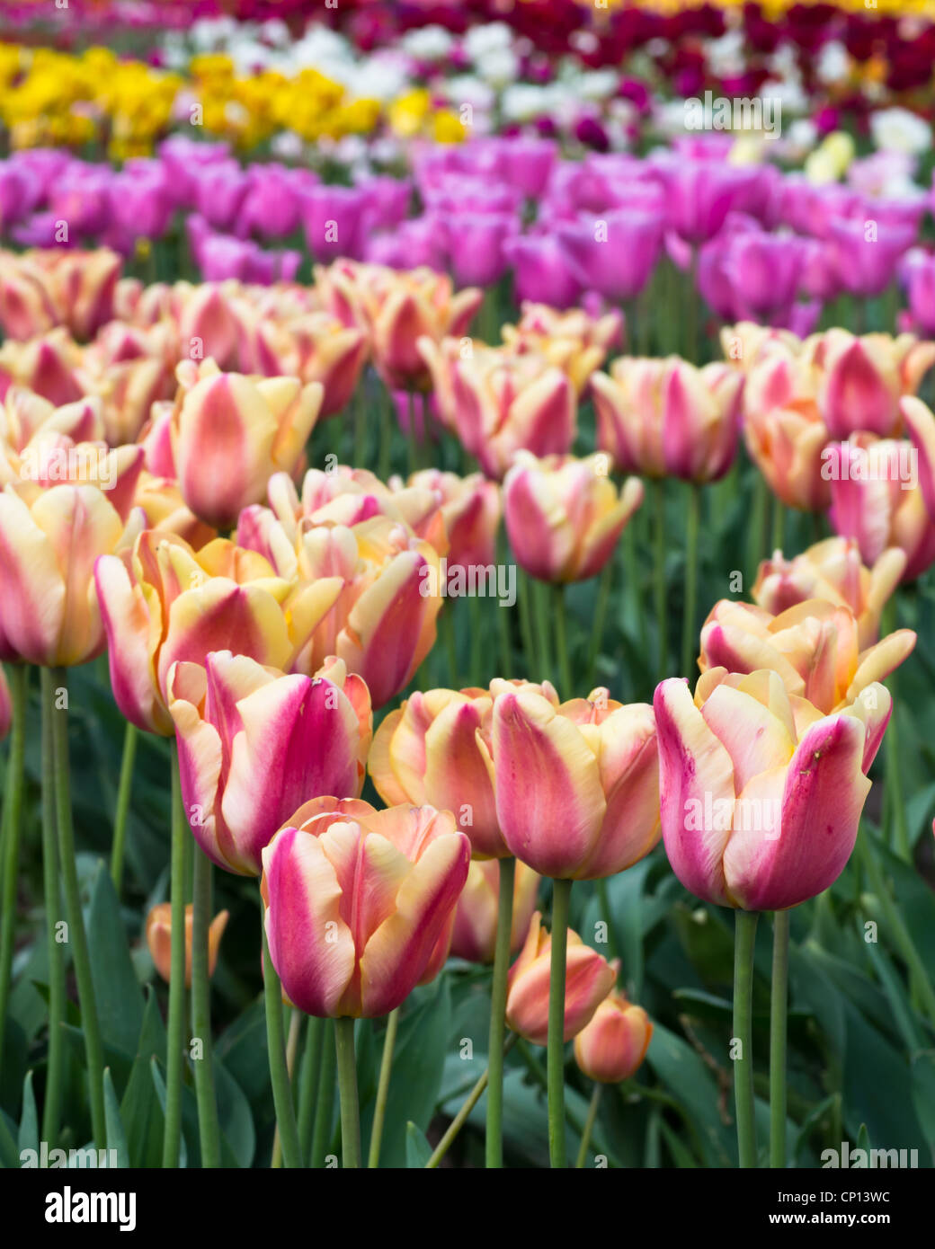 A group of blooming tulip bulbs of various colors Stock Photo