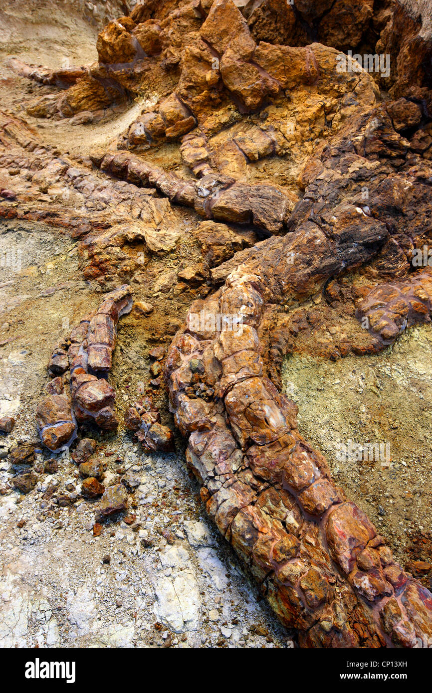 Roots of a petrified tree in the petrified forest near Sigri village, Lesvos island, Greece. Stock Photo