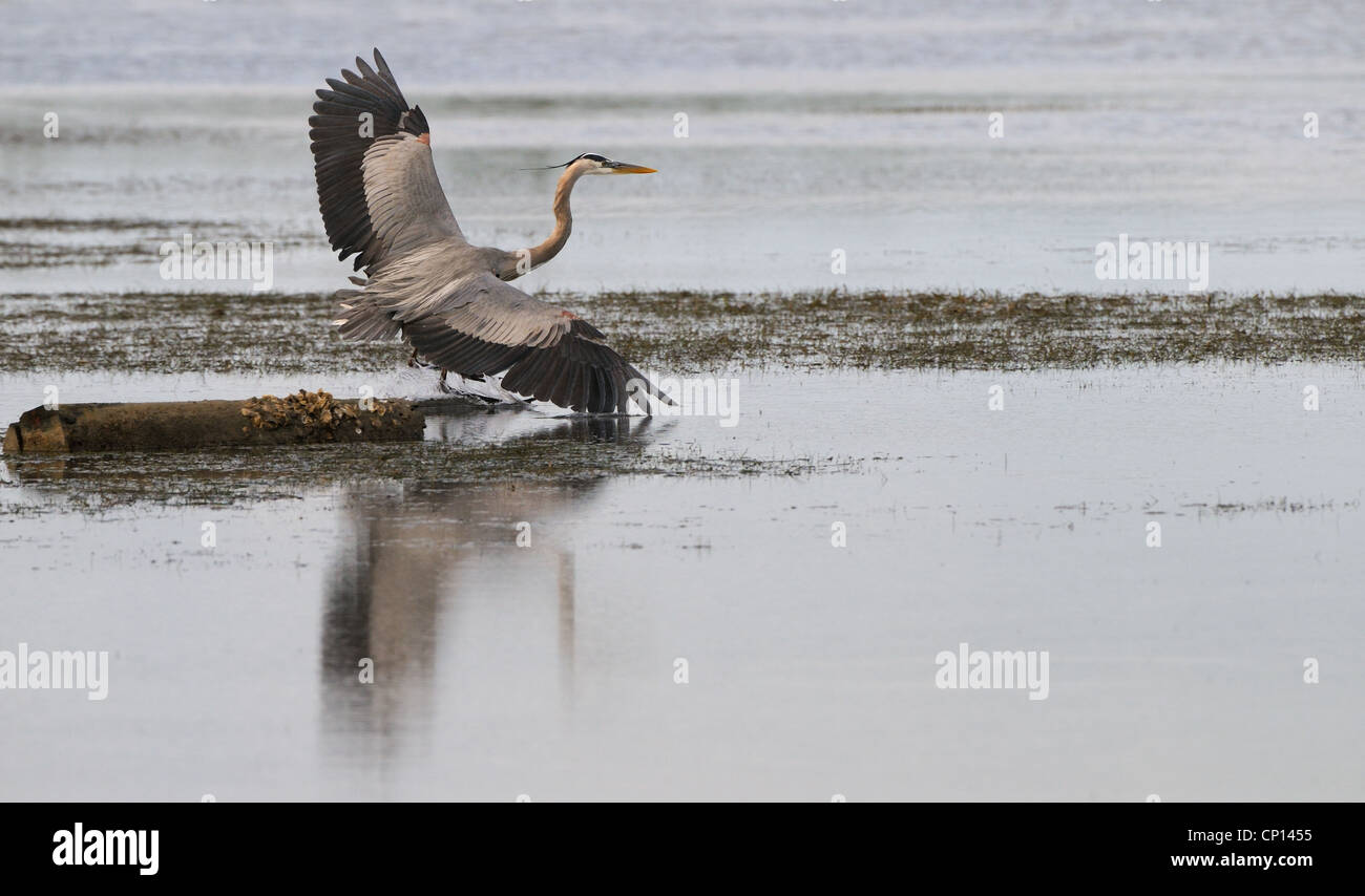 Great Blue Heron at the beach of Fort de Soto looking for food. Florida East Coast. Gulf of Mexico. United States.of America Stock Photo