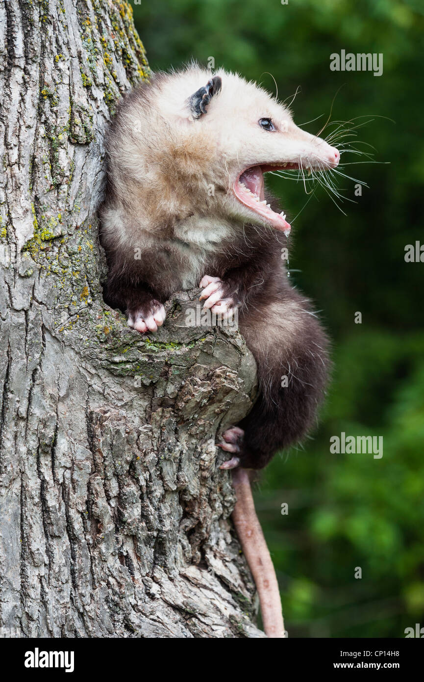 Snarling possum in a tree Stock Photo Alamy