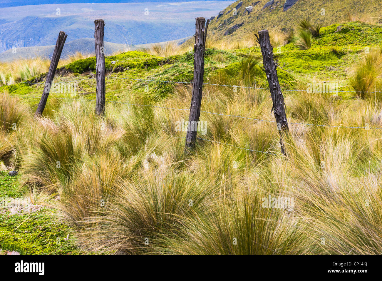 Grasses in the Antisana Reserve on the Antisana Volcano mountain in Ecuador. Stock Photo