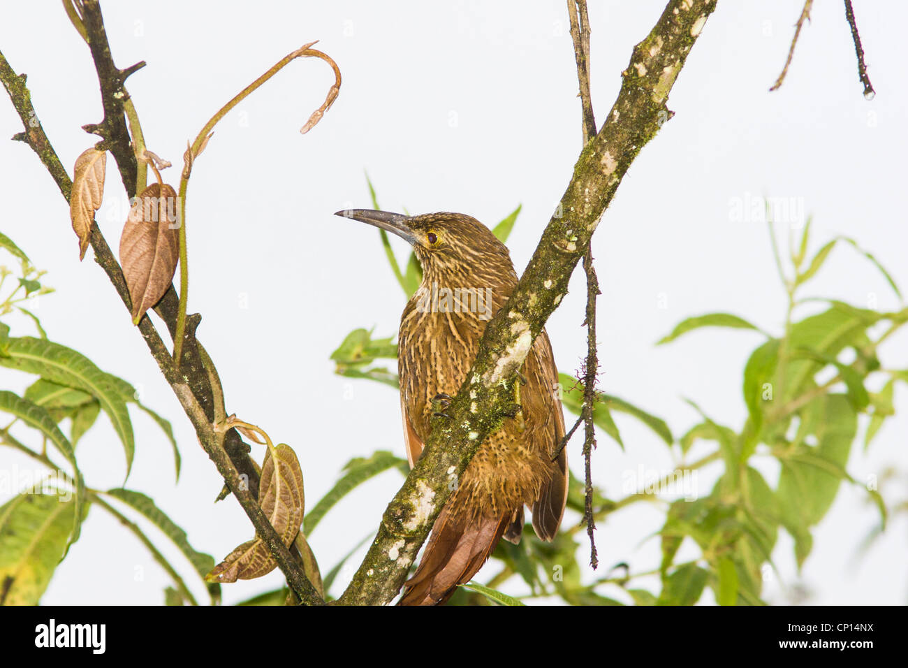 Strong-billed Woodcreeper, Xiphocolaptes promeropirhynchus, rare bird in Ecuador Stock Photo