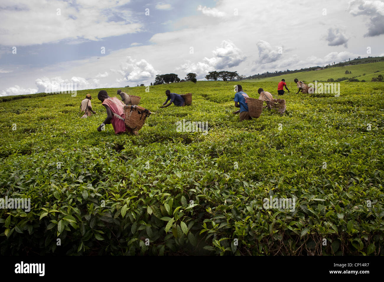 Workers harvest fresh tea leaves in the fields of Fort Portal, Uganda