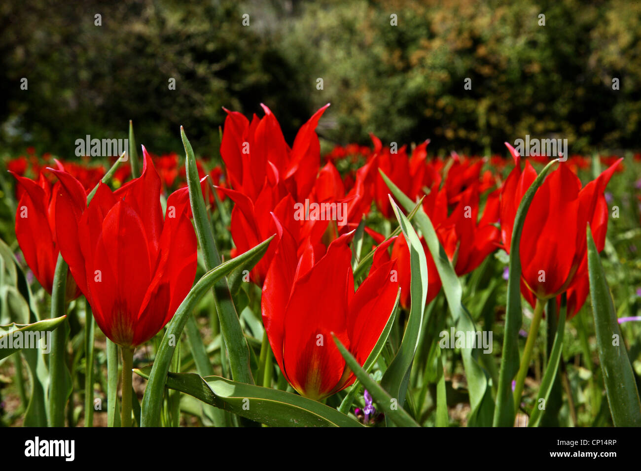 Image Văn Đức image beautiful image beautiful image beautiful image beautiful image beautiful image beautiful image beautiful image beautiful - Beautiful tulips of Chios island, called 