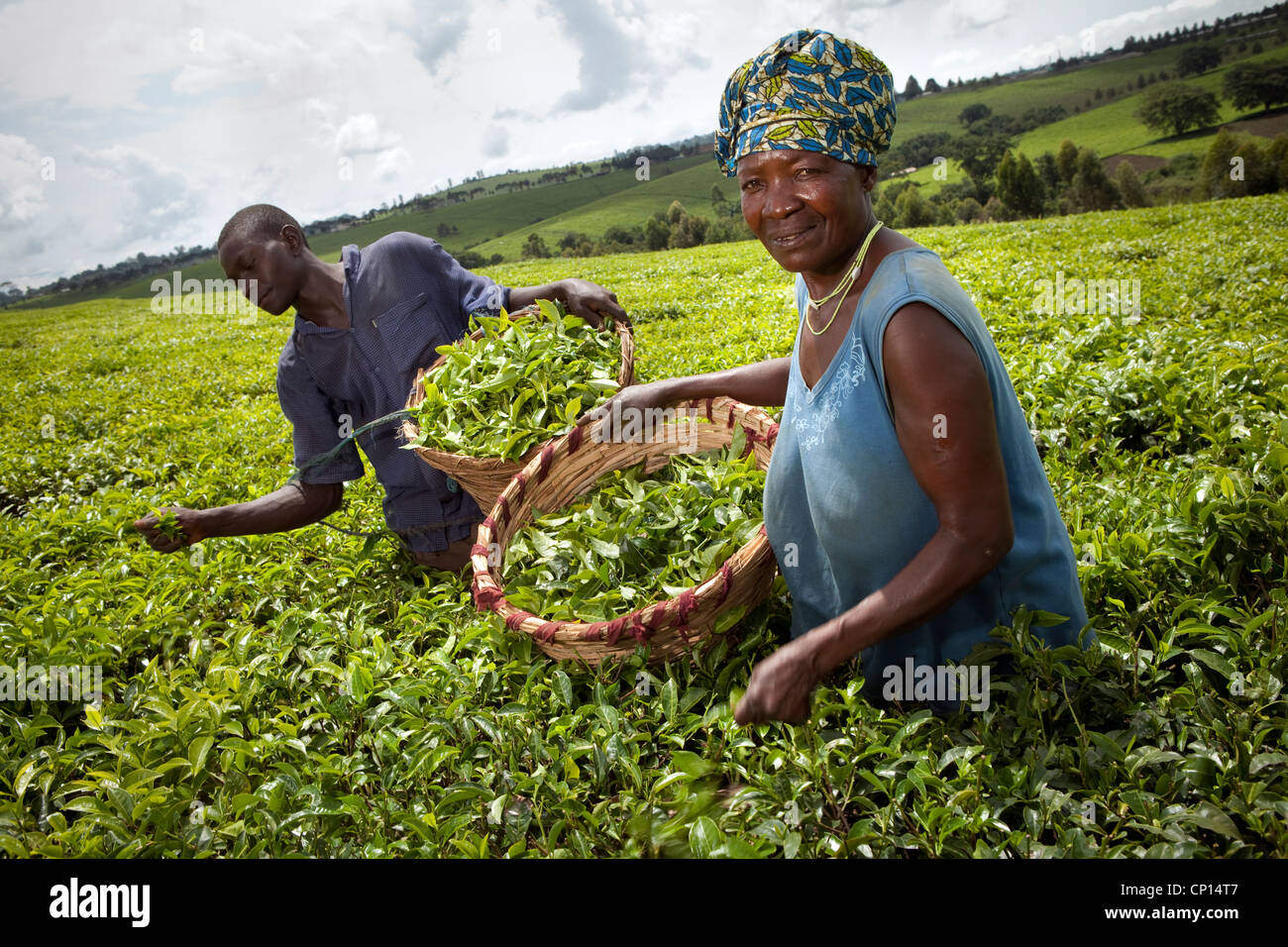 Workers harvest fresh tea leaves in the fields of Fort Portal, Uganda
