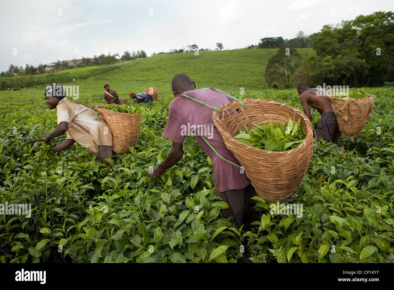 Workers harvest fresh tea leaves in the fields of Fort Portal, Uganda