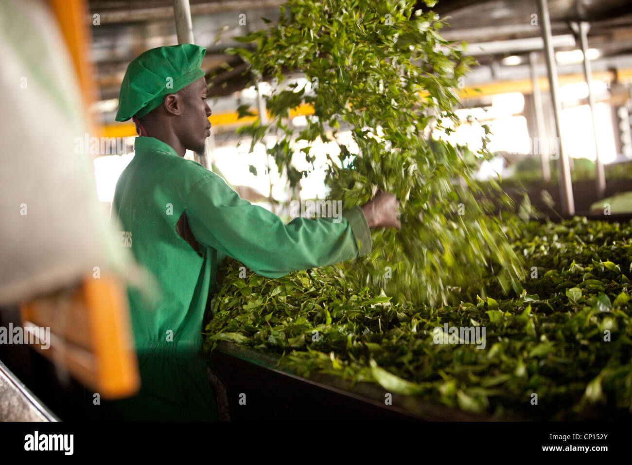 Fresh tea leaves are processed at a plant in Fort Portal, Uganda, East Africa Stock Photo