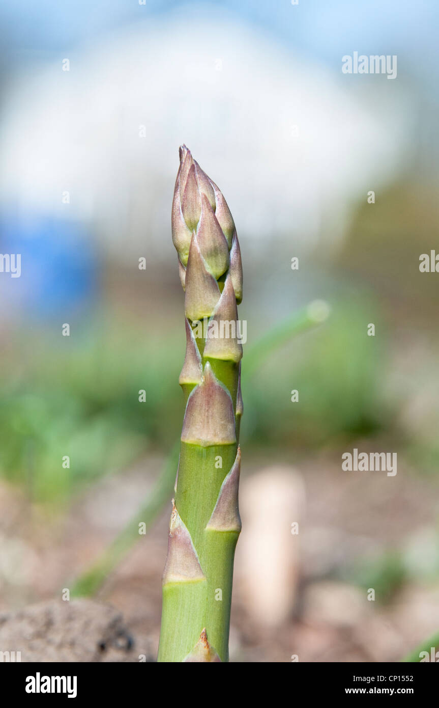New asparagus shoots/spears [asparagus officinalis] growing in the