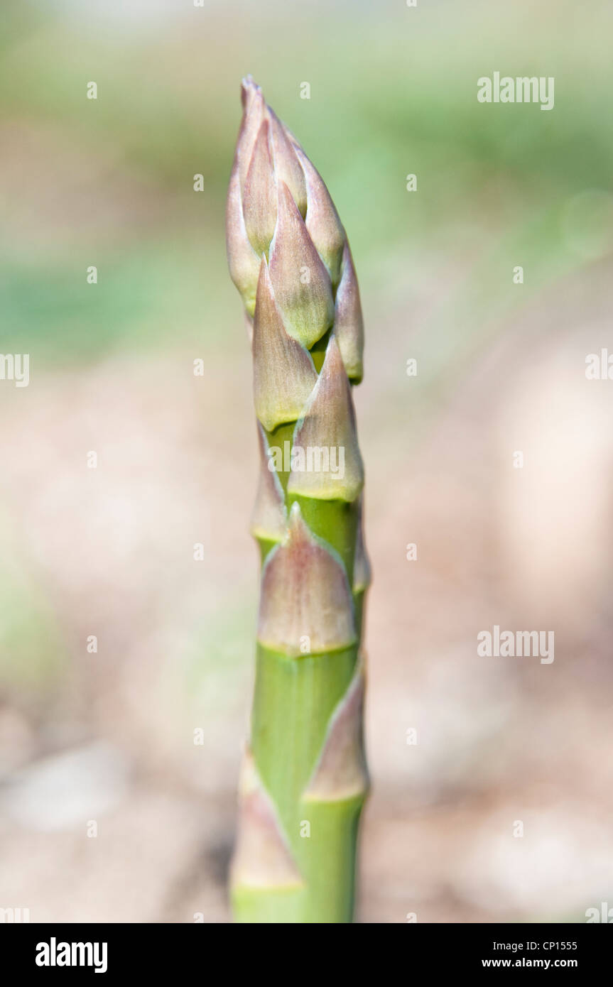 New asparagus shoots/spears [asparagus officinalis] growing in the