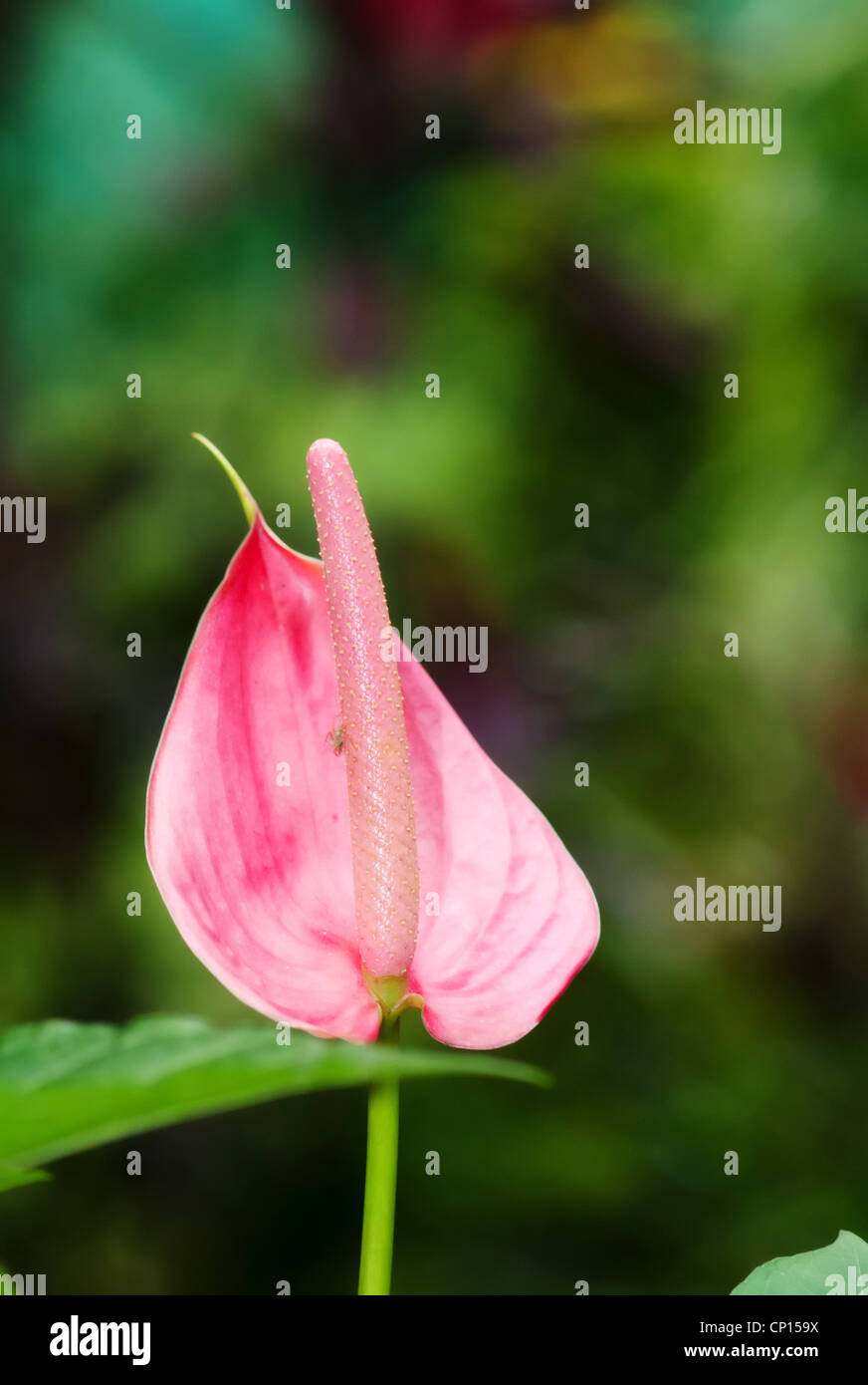 beautiful pink arum lily in the garden Stock Photo Alamy