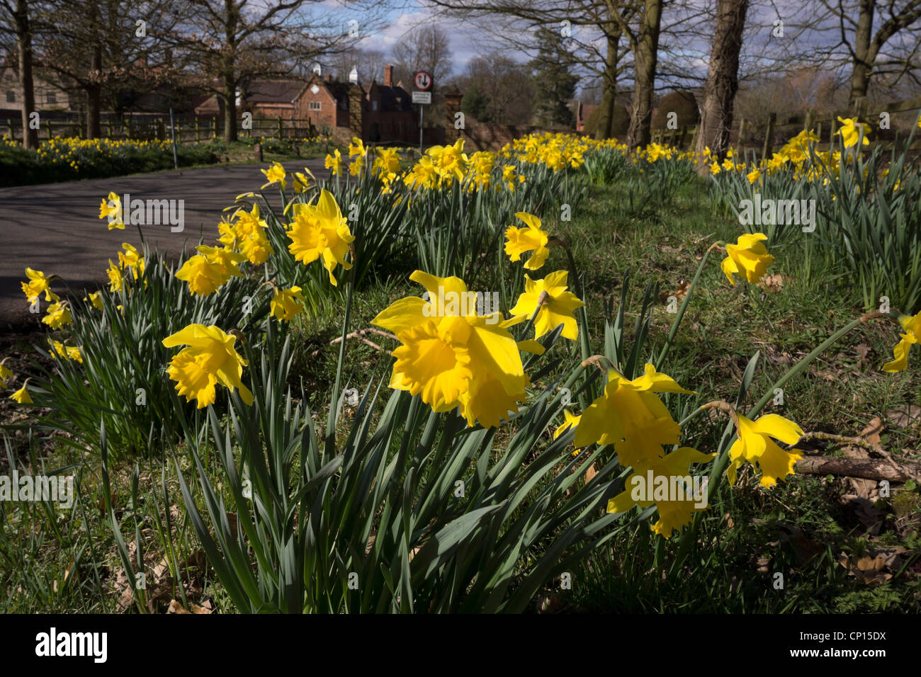 Yellow daffodil wild flowers growing wild in the countryside Stock