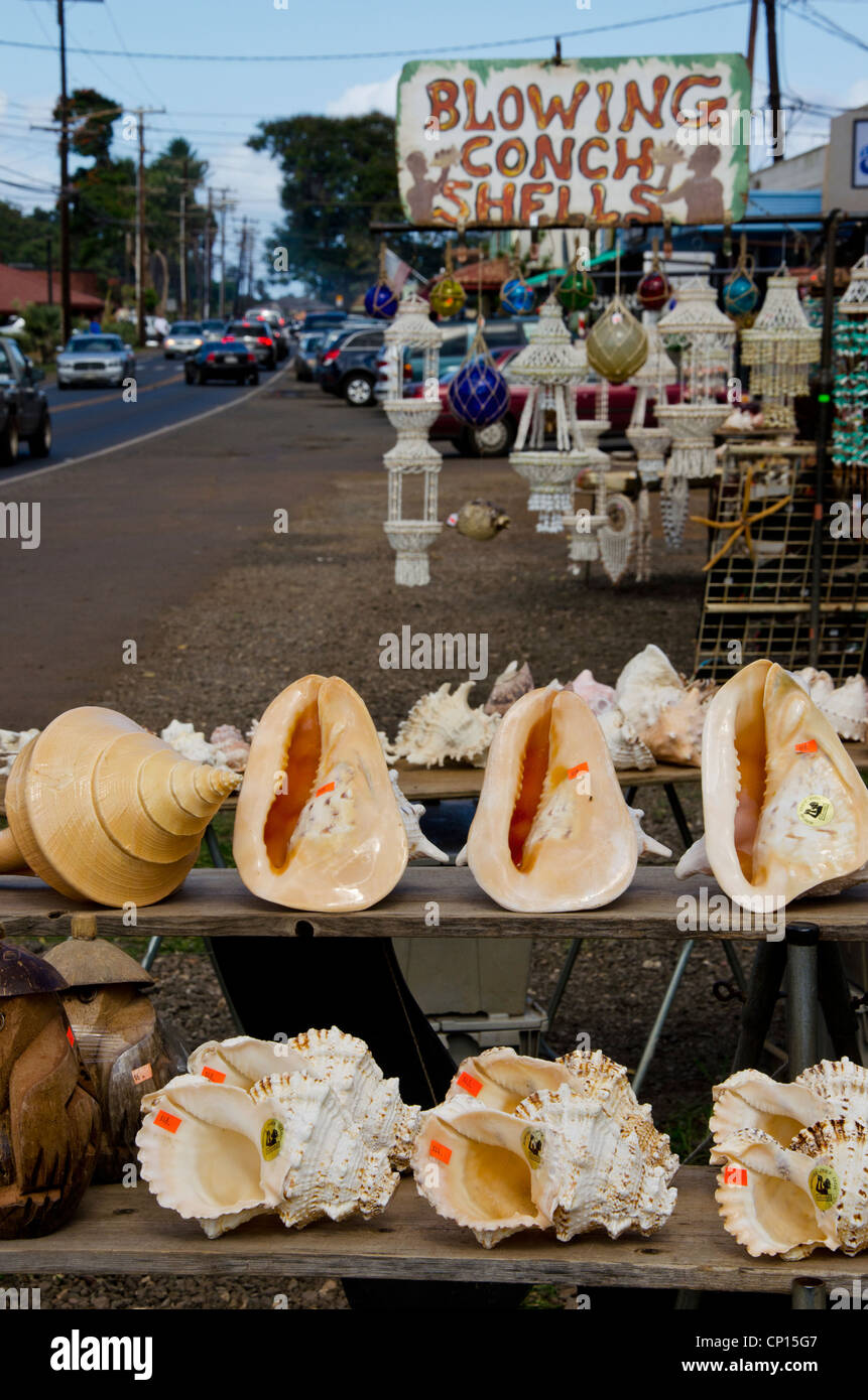 Blowing Conch Shells for sale at roadside stand at Haleiwa, Hawaii on Oahu Island Stock Photo