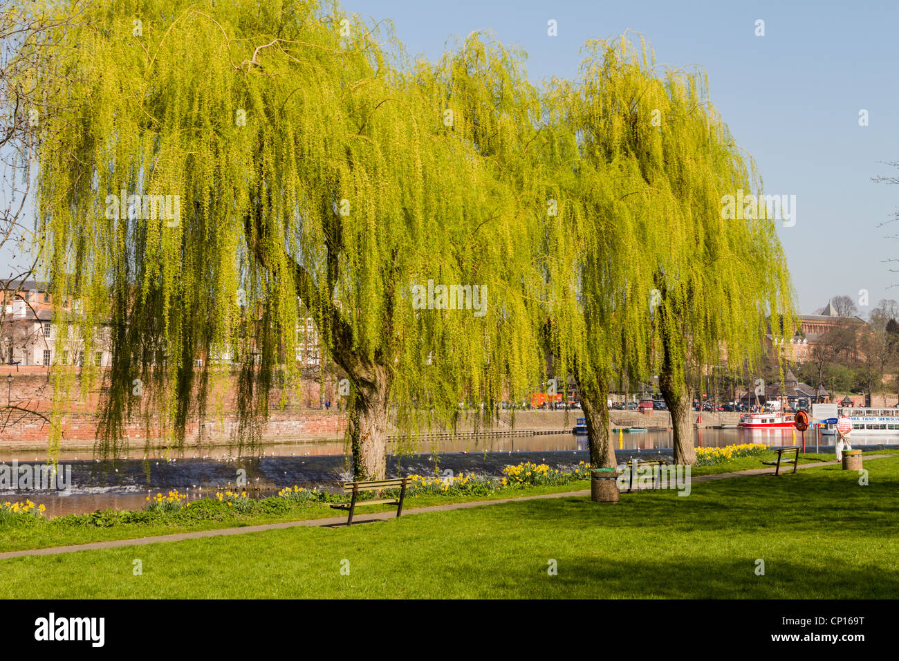 Willow Tree England Uk High Resolution Stock Photography and Images Alamy