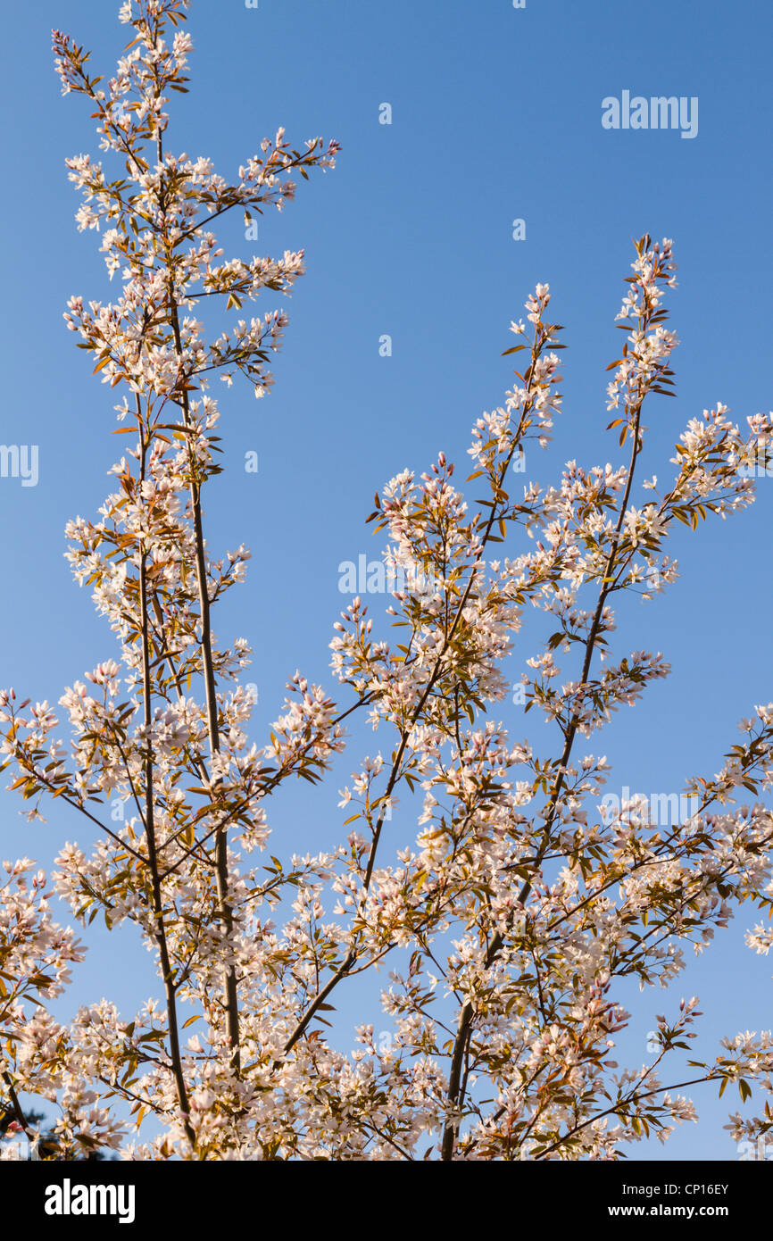 Amelanchier arborea, Robin Hill tree in blossom Stock Photo