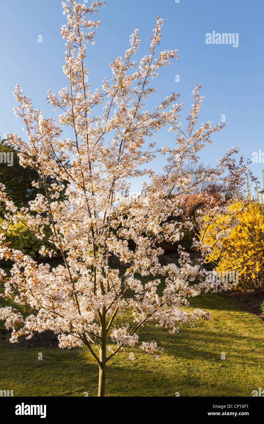 Amelanchier arborea, Robin Hill tree in blossom Stock Photo