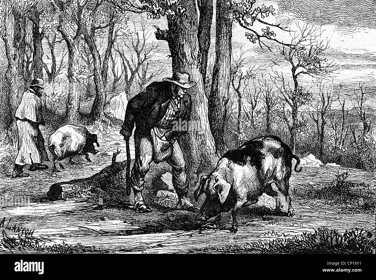 zoology, pig, truffle pig during truffle search in the woods, wood engraving according to Auguste Lancon, (1836 - 1887 ), truffle searcher, pig, swine, pigs, swines, food, foodstuff, France, delicacy, delicacies, mushroom, mushrooms, truffle, truffles, search, hunt, in search of, forest, forests, historic, historical, 19th century, people, Additional-Rights-Clearences-Not Available Stock Photo