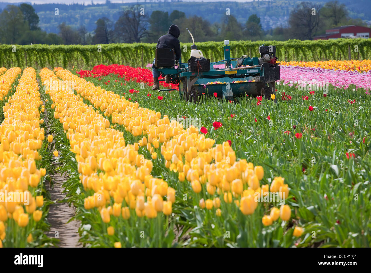Harvesting tulips in a farm, Woodland WA Stock Photo Alamy