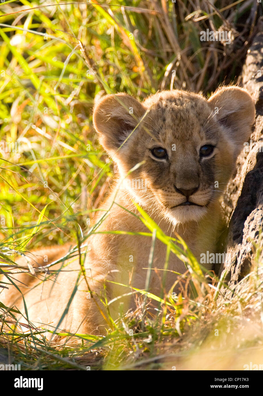 Lion Cub (Panthera leo) in Masai Mara National Park, Kenya Stock Photo ...
