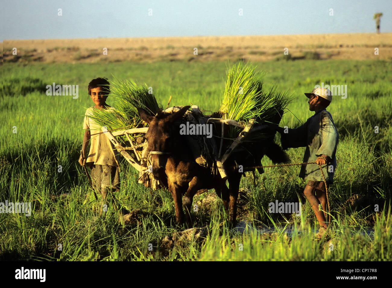 Sugar-cane seedlings about to be transplanted in Khuzestan, Iran. Stock Photo