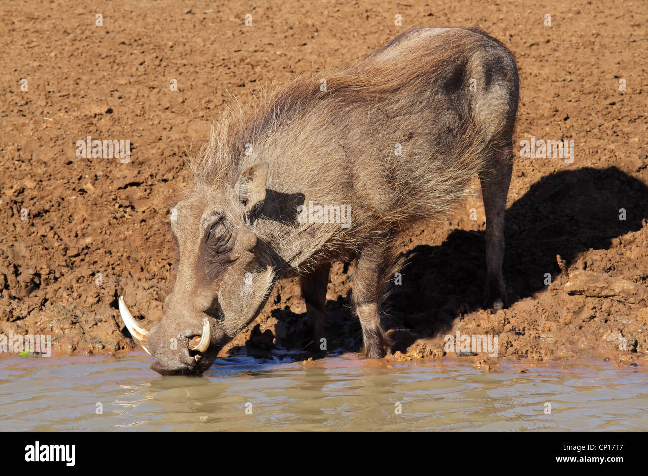 https://c8.alamy.com/comp/CP17T7/male-warthog-phacochoerus-africanus-drinking-water-mkuze-game-reserve-CP17T7.jpg