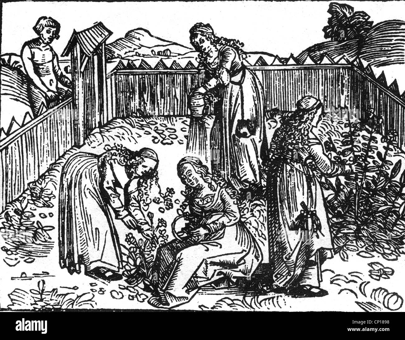 botany, herb, herb garden at monastery, woodcut, 15th century, garden, gardens, nun, nuns, monastic life, Middle Ages, botany, culinary herbs, historic, historical, medieval, people, Additional-Rights-Clearences-Not Available Stock Photo