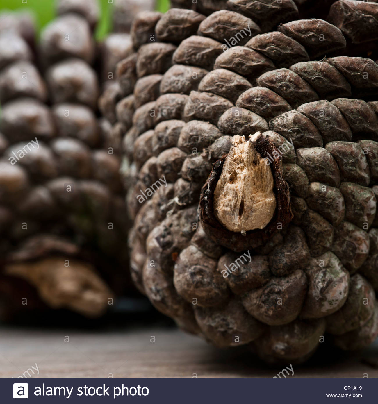 Fibonacci Stock Photos & Fibonacci Stock Images - Alamy