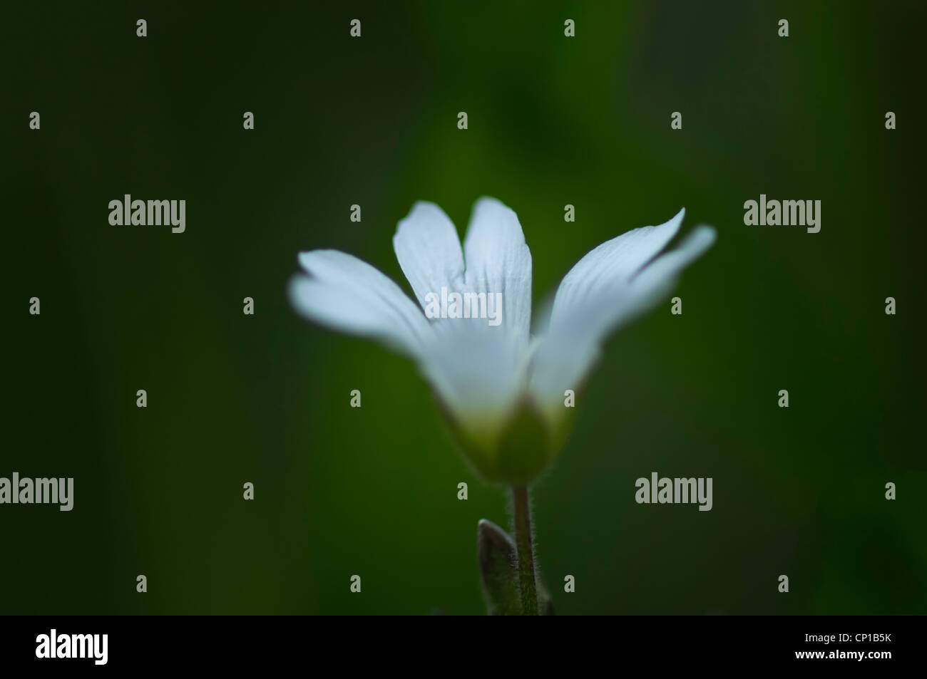 White wild flower Stock Photo Alamy