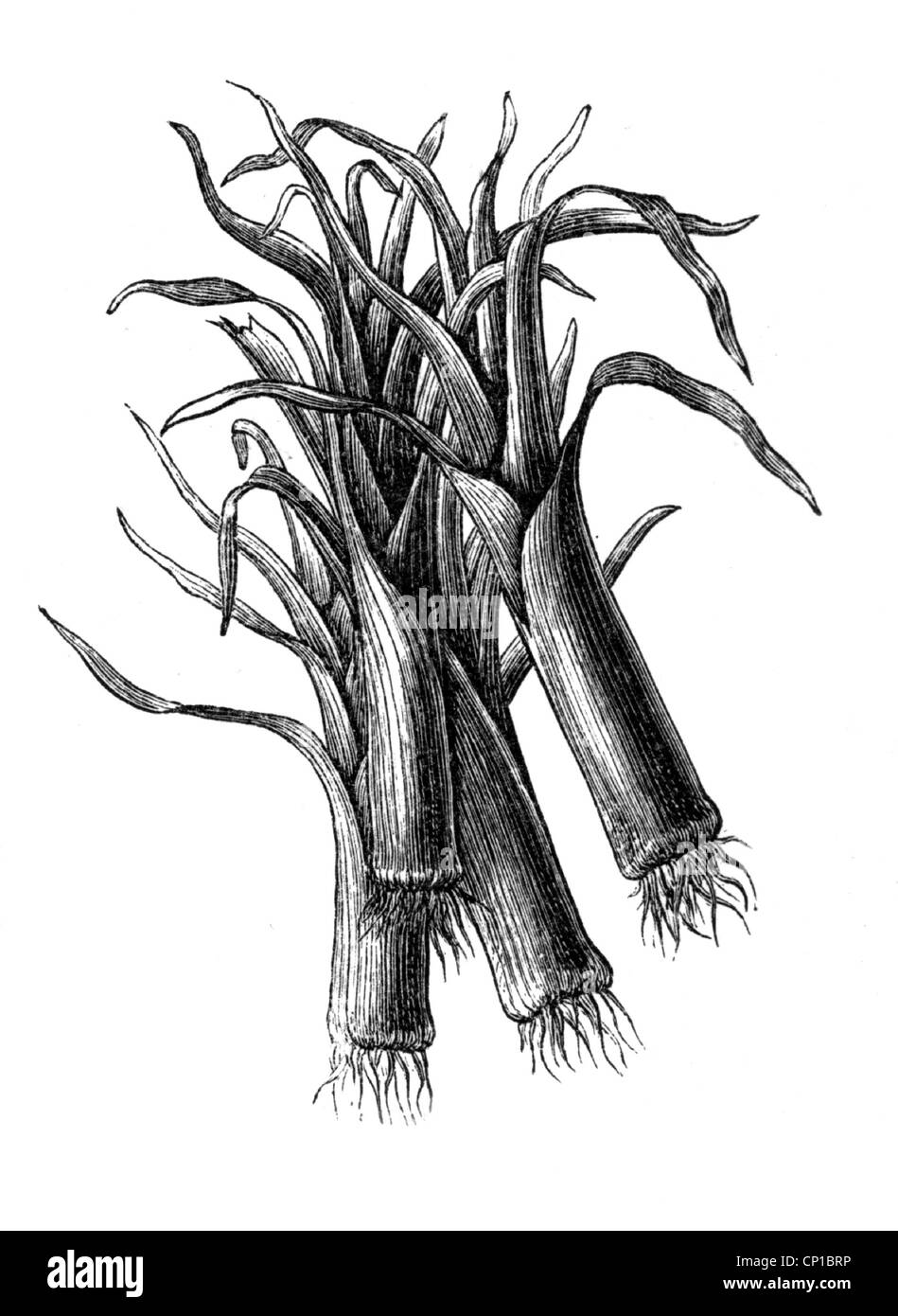 Allium plants Black and White Stock Photos & Images - Alamy