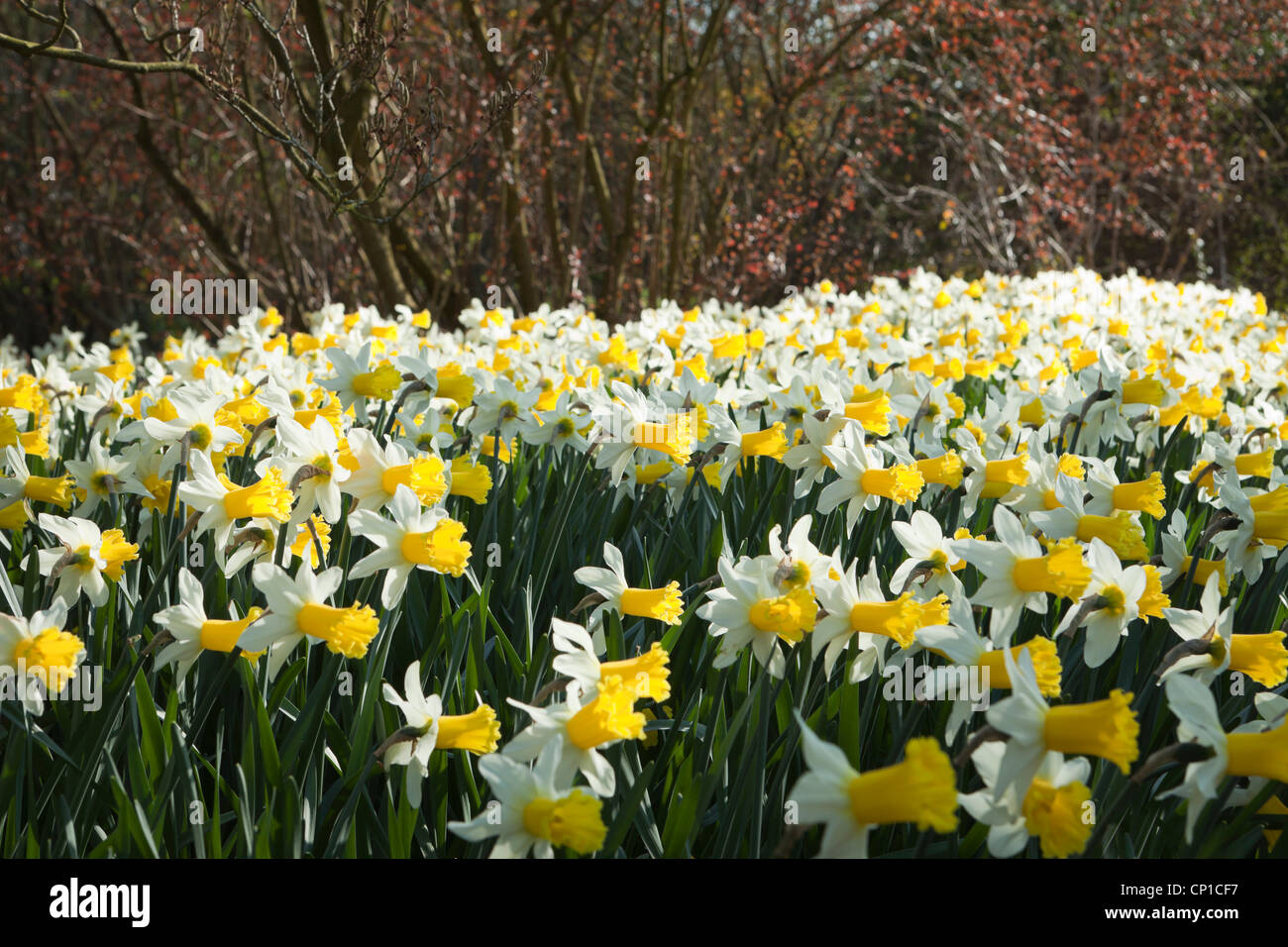 A chorus of  Narcissus 'Wisley'  Wild Garden at RHS Wisley Stock Photo